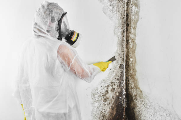 Best Mold Prevention Services  in Mec, CA